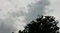 Flock Of Birds Fly Over Trees HD Footage