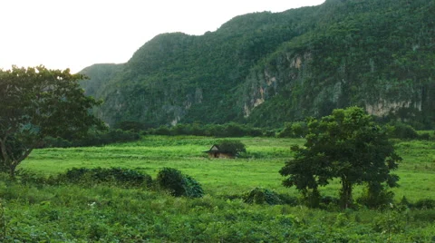 Flock of birds fly through a beautiful meadow in Vinales valley Cuba Stock Footage 56226906