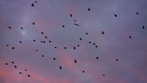 Flock of Birds Fly Through A Pink Sky 動画素材 122176489