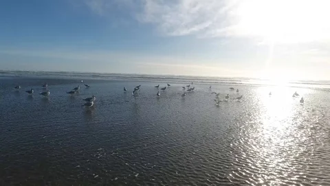 Flock of birds fly up from water Vídeo Stock 89780732