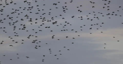 Flock of birds flyby before sunset, 4K slomo Stock Footage 219252953
