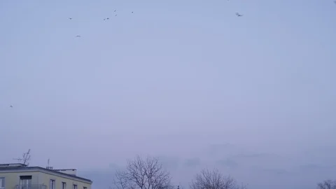 Flock of birds flying above rooftops Stock Footage 89729855