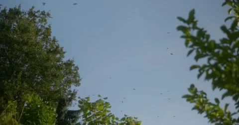 Flock of birds flying above trees in summer sky Stock Footage 325090224