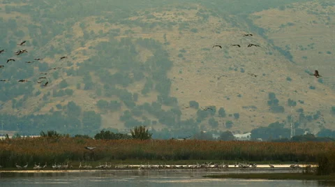 Flock of birds is flying above water 動画素材 43971253