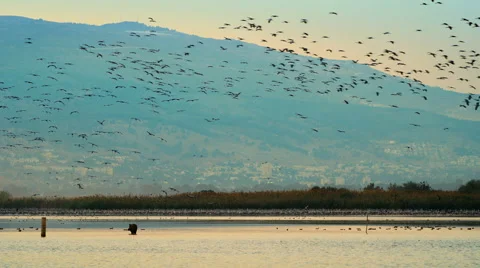 Flock of birds is flying above water 動画素材 44342995