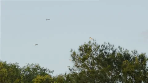 Flock of Birds Flying Across Clear Sky Above Trees 스톡 동영상 319924879
