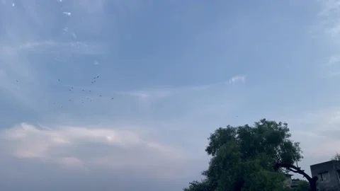 Flock of Birds Flying Across Clear Blue Sky Above Green Trees Stock-Footage 345979705
