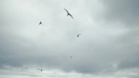 Flock of birds flying across cloudy sky in slow motion 動画素材 314670328