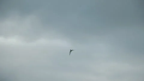 Flock of birds flying across cloudy sky in slow motion 動画素材 314670349