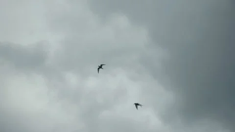 Flock of birds flying across cloudy sky in slow motion 動画素材 314670353