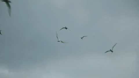 Flock of birds flying across cloudy sky in slow motion 動画素材 314670358