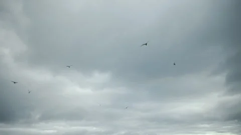 Flock of birds flying across cloudy sky in slow motion 動画素材 314670378