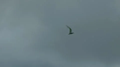 Flock of birds flying across cloudy sky in slow motion 動画素材 314670382