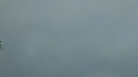 Flock of birds flying across cloudy sky in slow motion 動画素材 314670386