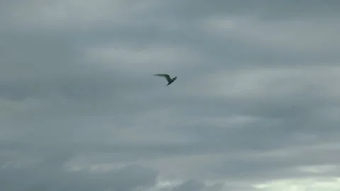 Flock of birds flying across cloudy sky in slow motion 動画素材 314670410
