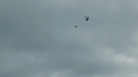 Flock of birds flying across cloudy sky in slow motion 動画素材 314670436
