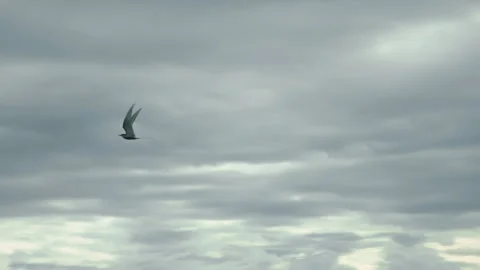 Flock of birds flying across cloudy sky in slow motion 動画素材 314670440