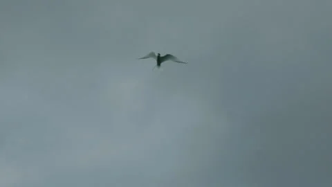 Flock of birds flying across cloudy sky in slow motion 動画素材 314670444