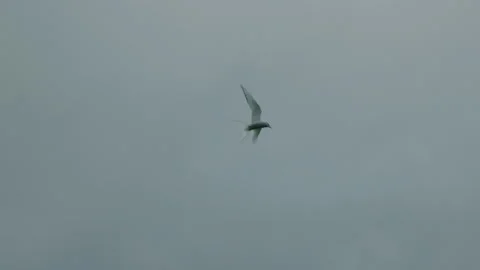 Flock of birds flying across cloudy sky in slow motion 動画素材 314670448