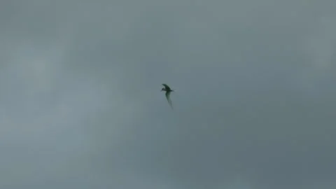 Flock of birds flying across cloudy sky in slow motion 動画素材 314670449