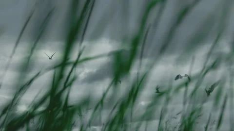 Flock of birds flying across cloudy sky in slow motion 動画素材 314670450