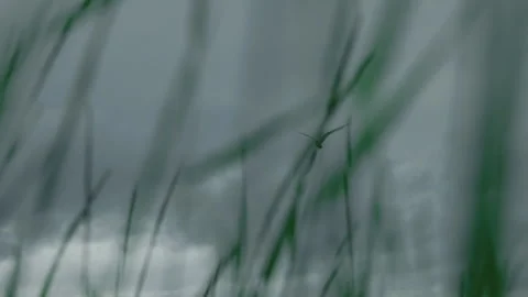 Flock of birds flying across cloudy sky in slow motion 動画素材 314670455