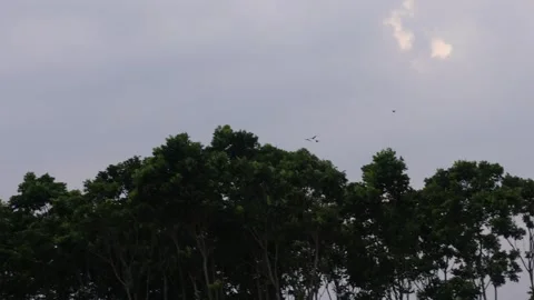 Flock of birds flying across cloudy sky 스톡 동영상 329402471