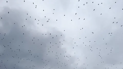 Flock of Birds Flying Across Cloudy Sky Nature Видео 340185998