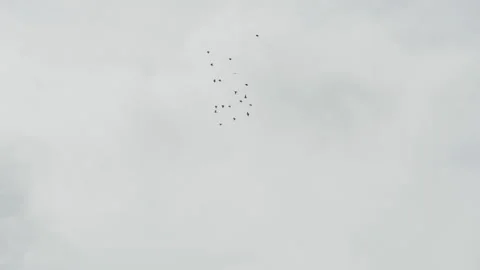 Flock of Birds Flying Across Cloudy Sky Stock Footage 340484709