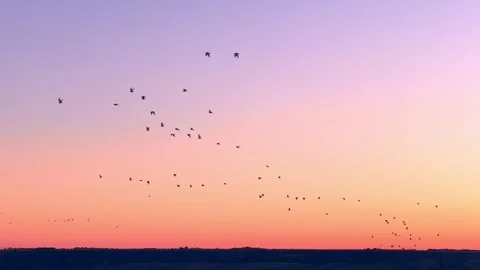 Flock of Birds Flying Across Sunset Sky Stock-Footage 344818199