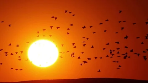 Flock of birds flying against the backdrop of the setting sun. Common starling. Stock Footage 82697609