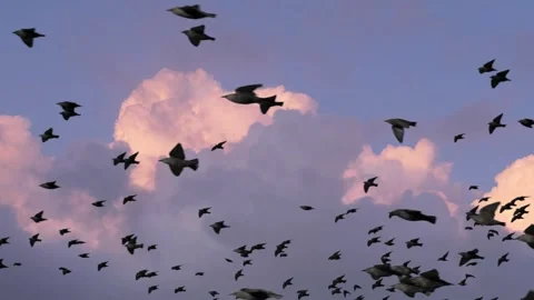 A flock of birds flying against the background of white clouds in the blue sky Vídeos de archivo 301756808