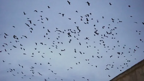 Flock of birds flying against blue sky at dusk Stock Footage 108740586