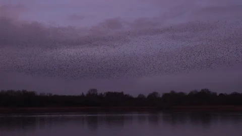 Flock of birds flying and making shapes in the evening light England UK 4K Stock Footage 147946437