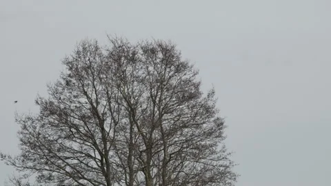Flock of birds flying in and out of bare alder tree, overcast sky. 4K 60fps. Stock Footage 334168248