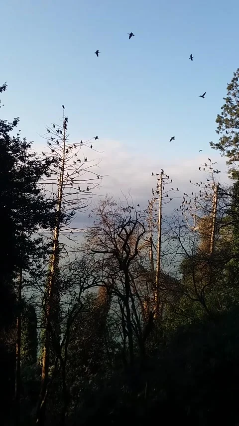 Flock of Birds Flying Around Bare Trees in Forest Landscape Stock Footage 332798034