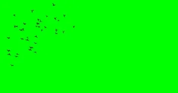 Flock of Birds Flying Around Stock Footage 85900166