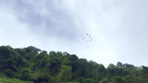 Flock of birds flying back to nest in the cloudy sky over forest at dusk Stock Footage 341997417