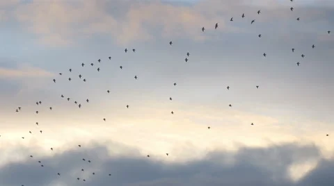 Flock Of Birds flying in beautiful sunlight sunset sky 4K Stock Footage
