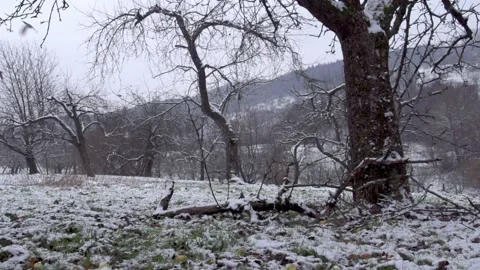 Flock of birds flying between fruit trees in winter Stock Footage 299563671