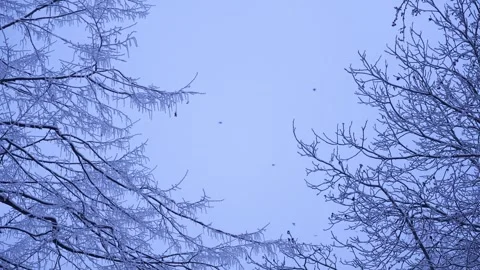 A flock of birds flying between snow-covered trees in the evening. cold winter e Stock Footage 327539396