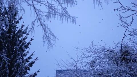 A flock of birds flying between snow-covered trees in the evening. cold winter e Stock Footage 327539508