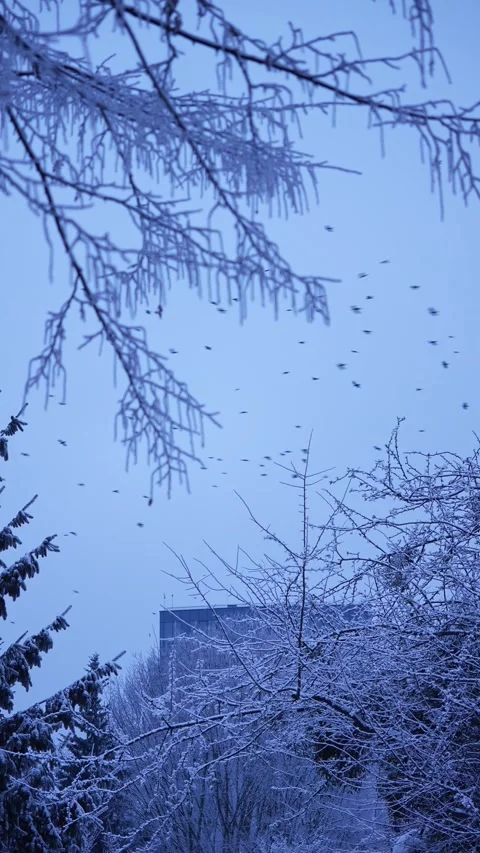 A flock of birds flying between snow-covered trees in the evening. cold winter e Stock Footage 327539571