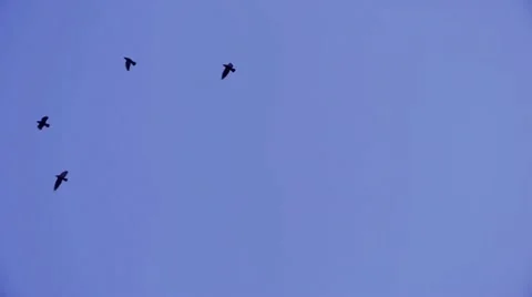 Flock of birds flying in blue sky. Stock Footage