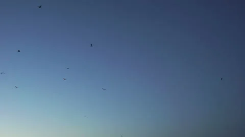 Flock of birds flying on blue sky Stock Footage 146639784