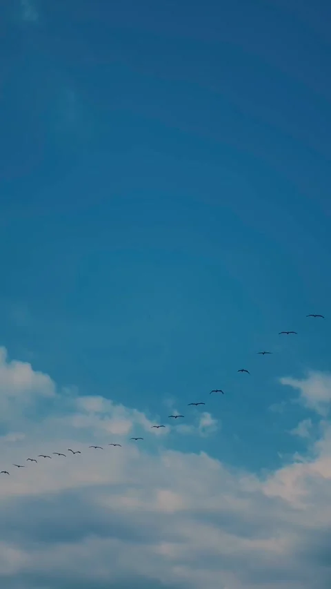Flock of birds flying in the blue sky with clouds Stock Footage 290904571