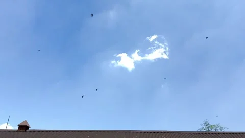 Flock of Birds Flying in the Blue Sky 스톡 동영상 342702605