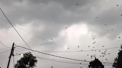 Flock of birds flying in the cloudy sky Видео 255923317