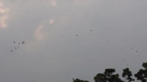 Flock of Birds Flying in Cloudy Sky 스톡 동영상 329402227