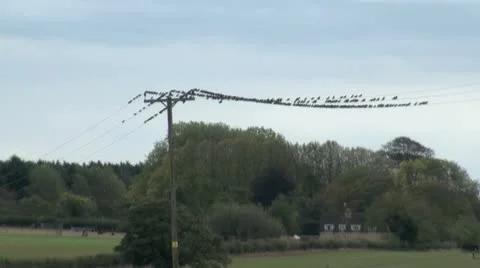Flock of Birds Flying Down from Wire Stock Footage